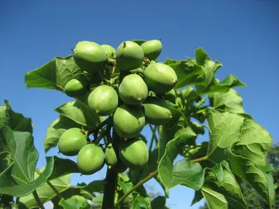 Jujube Extract by Chemco Technology Limited