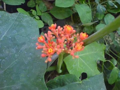Sesban Flower (Dok Khae) by S.f.m. International Trading Co., Ltd.