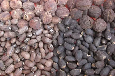 Organic Shea Nuts