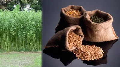 PREMIUM RHIZO