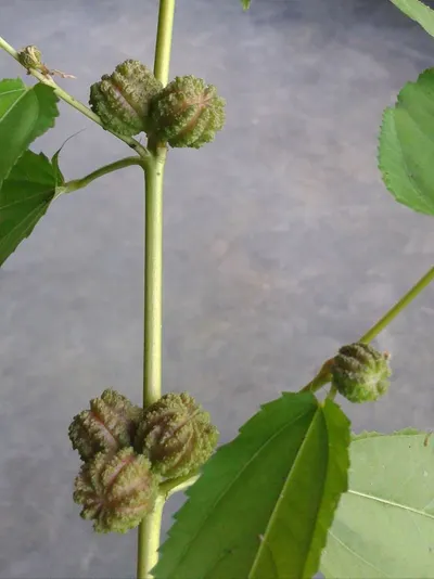 Noni