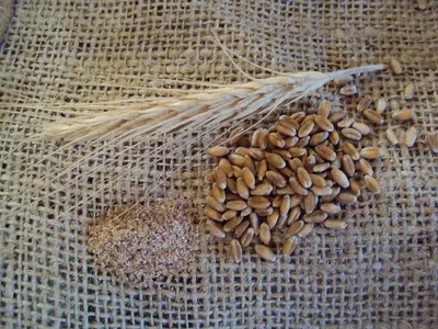 Grains / Wheats / Oats / Cereals