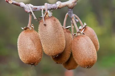 Gac Fruit Seeds - Momordica Cochinchinensis