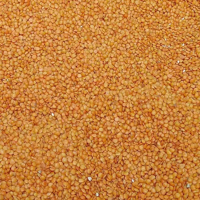 Red Lentil