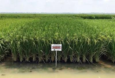Rice Long Grain White by GEOMET TRADING
