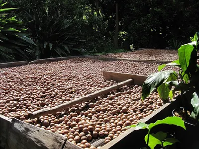 Organic Macadamia Nuts