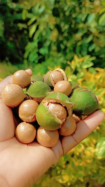 Betel Nut