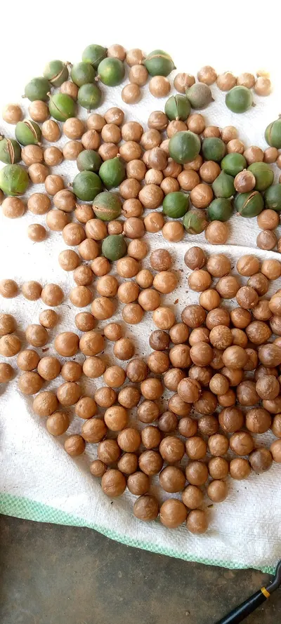 RMY SOAPNUTS