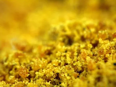 Sponge