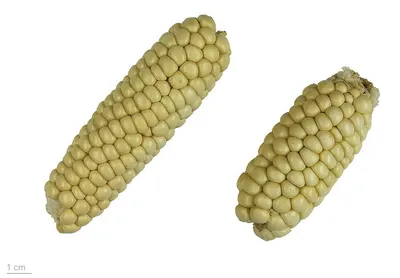 Corn / Maize