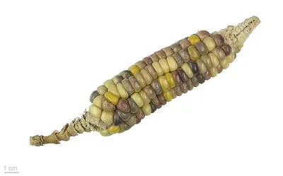 Choco Corn 300g