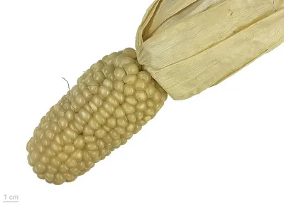 Artichoke