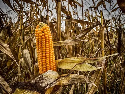 Yellow Corn NO GMO