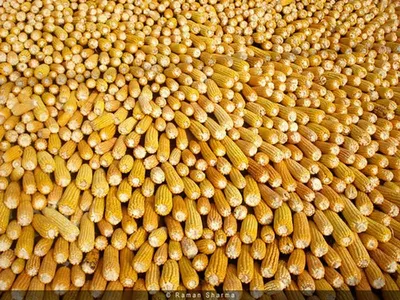 Good quality Corn