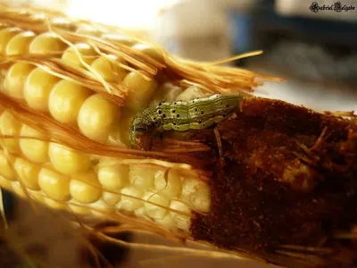 Sweet Corn