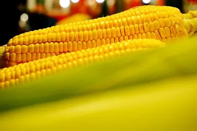 Yellow Corn