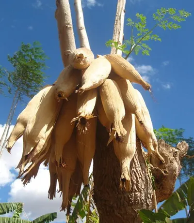Ashwagandha Root