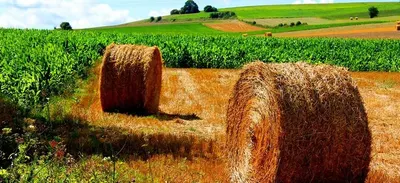 Wheat Straw