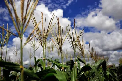 Indian Yellow Maize