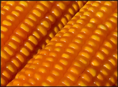 Corn