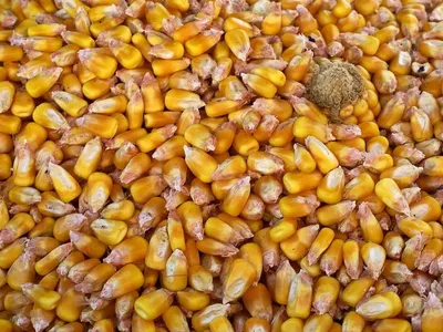 YELLOW MAIZE/CORN (Animal Feed)