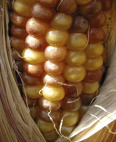Corn