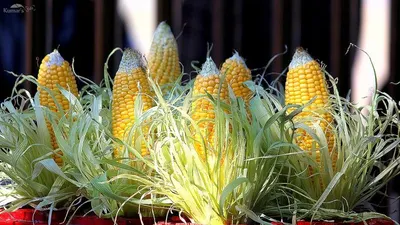 Non GMO Corn