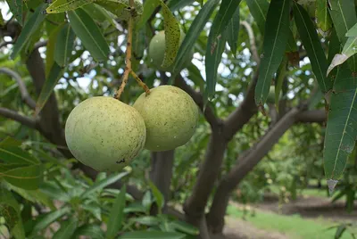 Guava Fruit
