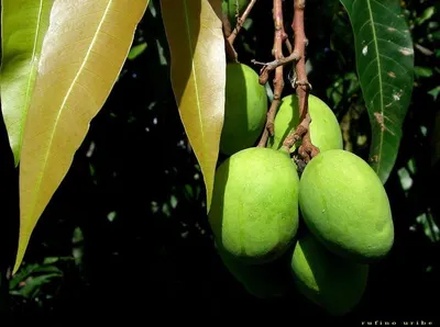 Indian Mango