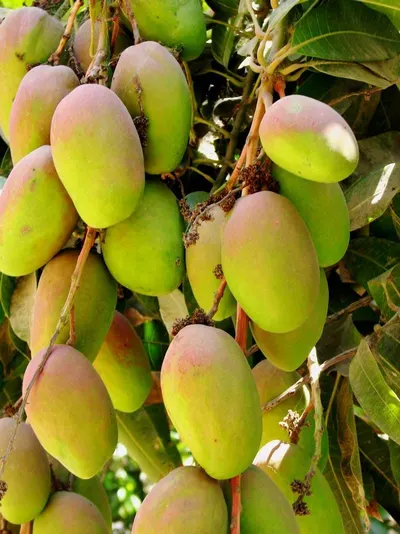 Fresh  Mangoes