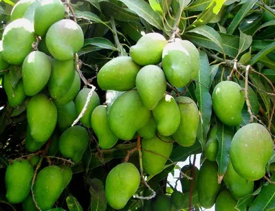 Mango