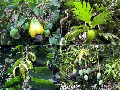 Mangoes