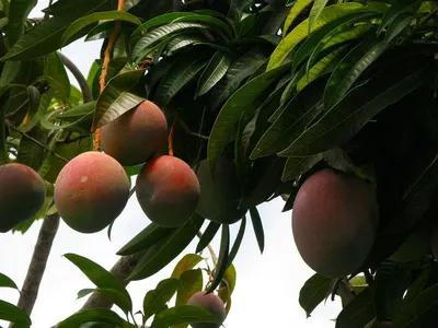 Alphonso Mango