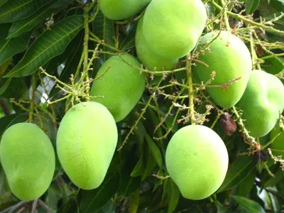 Anwar retol mangoes