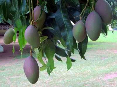 Mango Fruits