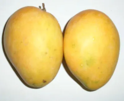 Organic Mango Langda