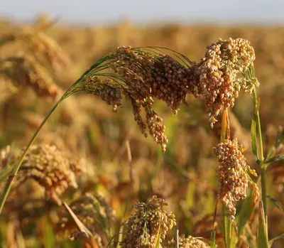 Finger Millet