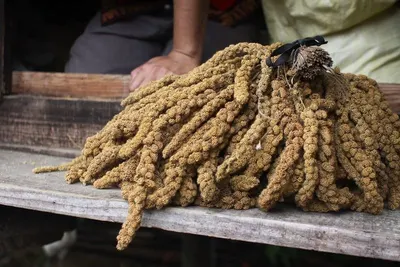 Yellow Millet