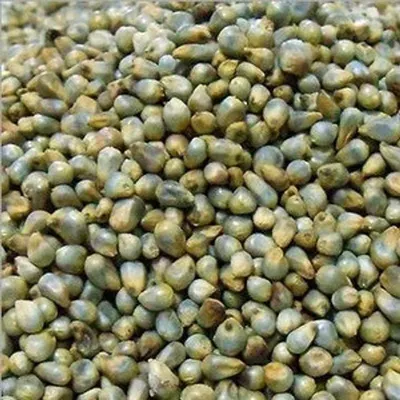 Green Mung Beans