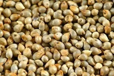 Coriander