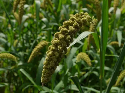 HAIRY COMMON SEEDS