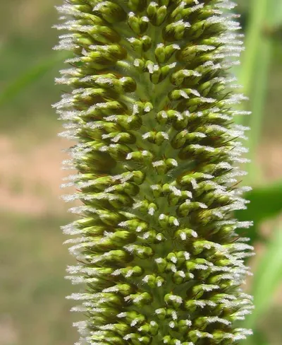 Millet