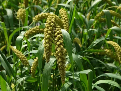 Organic Hulled Millet