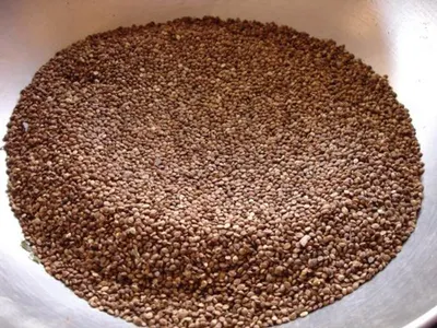 Red Millet
