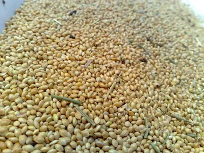 Hulled Sesame Seed - Premium Grade