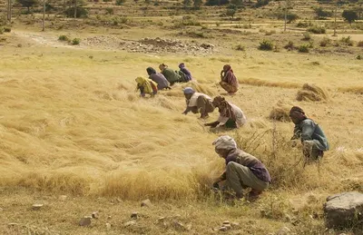 Hulled Millet