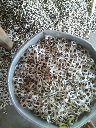 Chital fish seeds