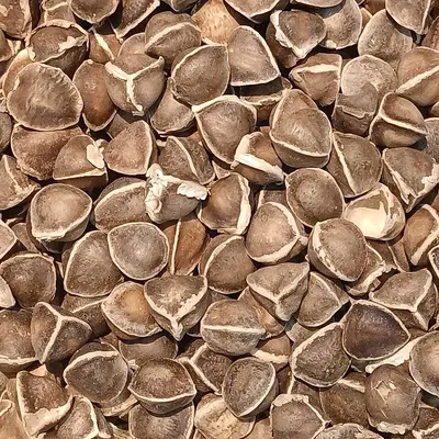Dried Stingray Skin