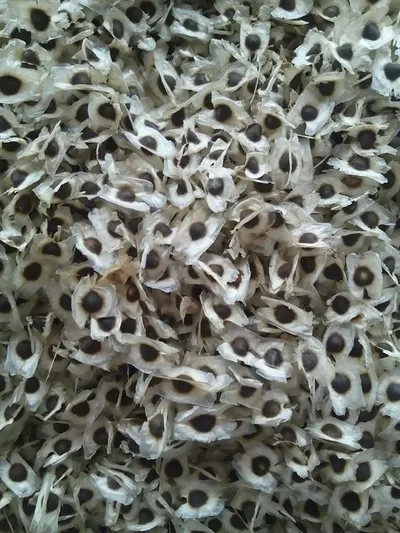 Leopard Hand Tufted Woollen and Viscose Rugs by Aman Carpet