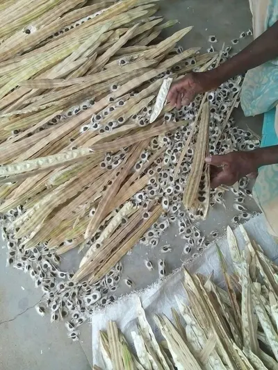 Seagrass Handfan for Home Decoration by Blue Lotus Exim Co., Ltd.